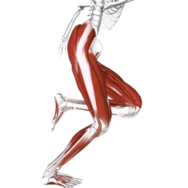 Illustration of a human skeleton in a running pose, highlighting the major leg muscles in red, including the quadriceps, hamstrings, calves, and gluteal muscles.