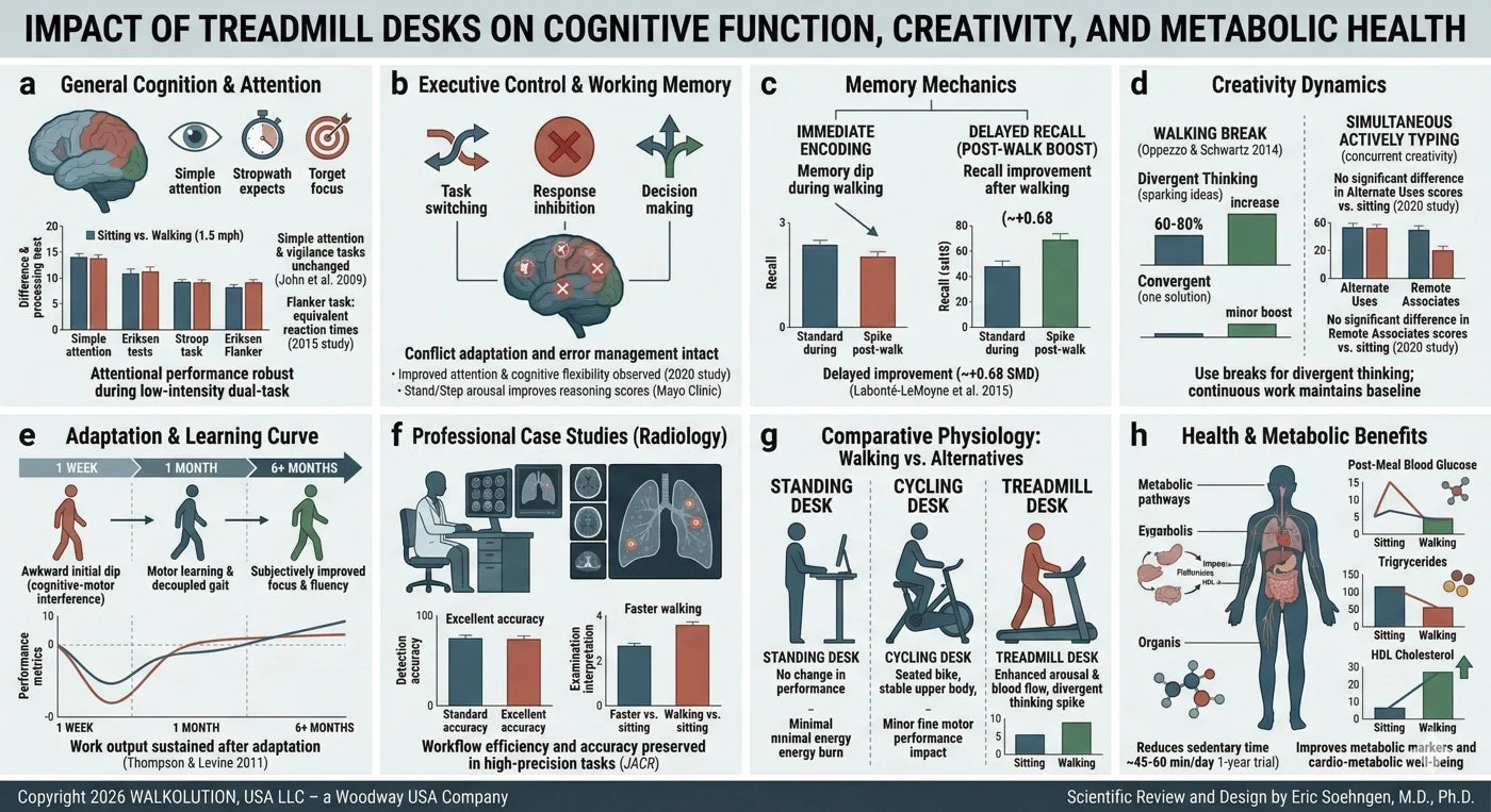 Poster explaining the impact of tradmill desks on cognitive function, creativity, and metabolic health