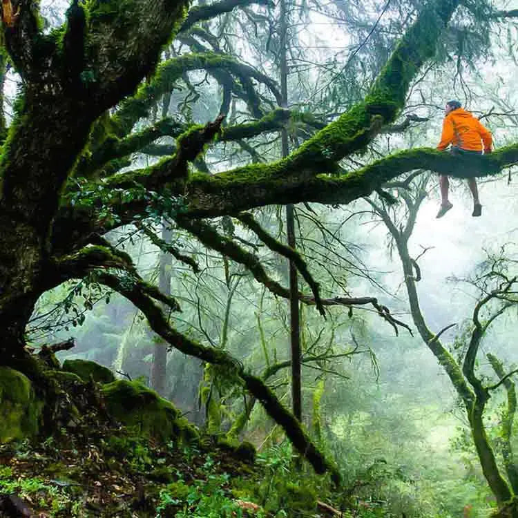 A person in an orange jacket sits on a large moss-covered tree branch in a misty, dense forest, surrounded by lush green foliage and twisted, sprawling branches.